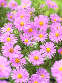 Aster 'Alice Haslam' (höstaster)