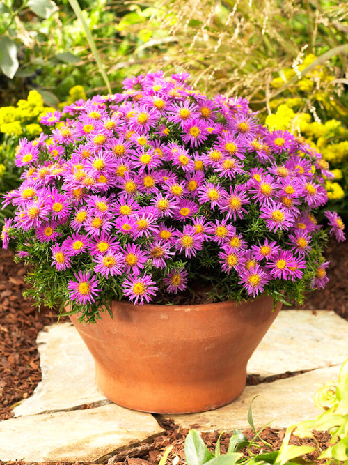 Aster 'Alice Haslam' (höstaster) nakna rötter