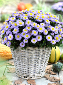 Aster 'Lady in Blue' (Höstaster)