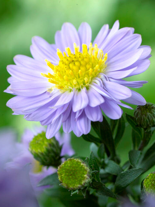 Aster 'Lady in Blue' (Höstaster) barrot