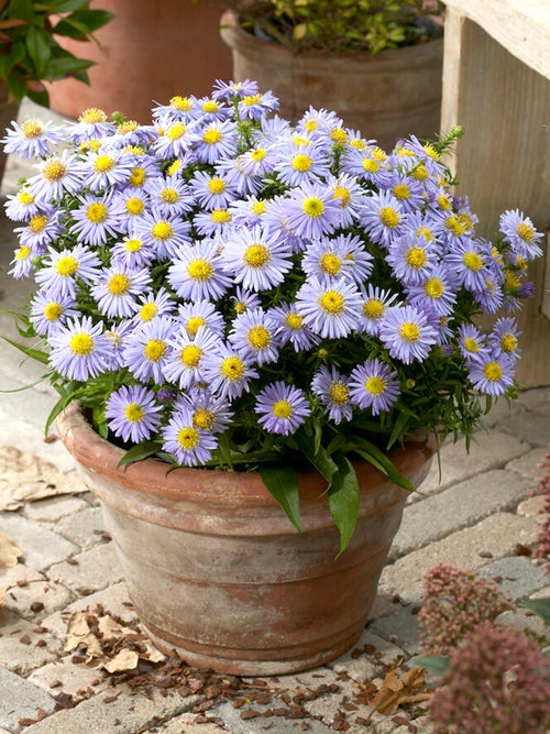 Aster 'Lady in Blue' (Höstaster)