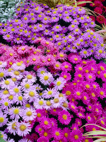 Aster 'Pastel Mix' (Höstaster)