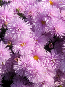 Aster novi-belgii 'Fellowship' (Höstaster)