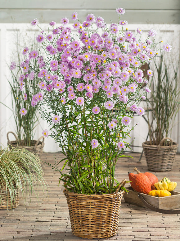 Aster novi-belgii 'Fellowship' (Höstaster) barrot