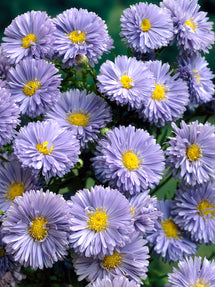 Aster novi-belgii 'Marie Ballard' (Höstaster)