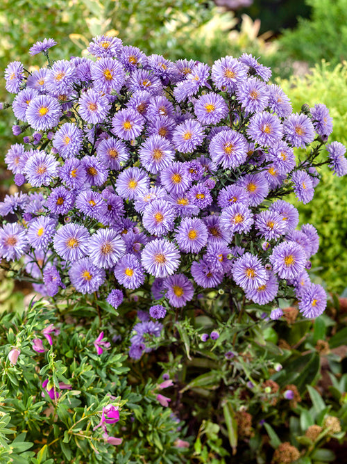 Aster novi-belgii 'Marie Ballard' (Höstaster)