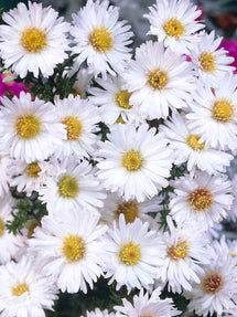 Aster novi-belgii 'White Ladies' (Höstaster)