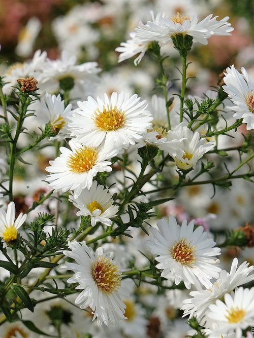 Aster novi-belgii 'White Ladies' (Höstaster) barrot