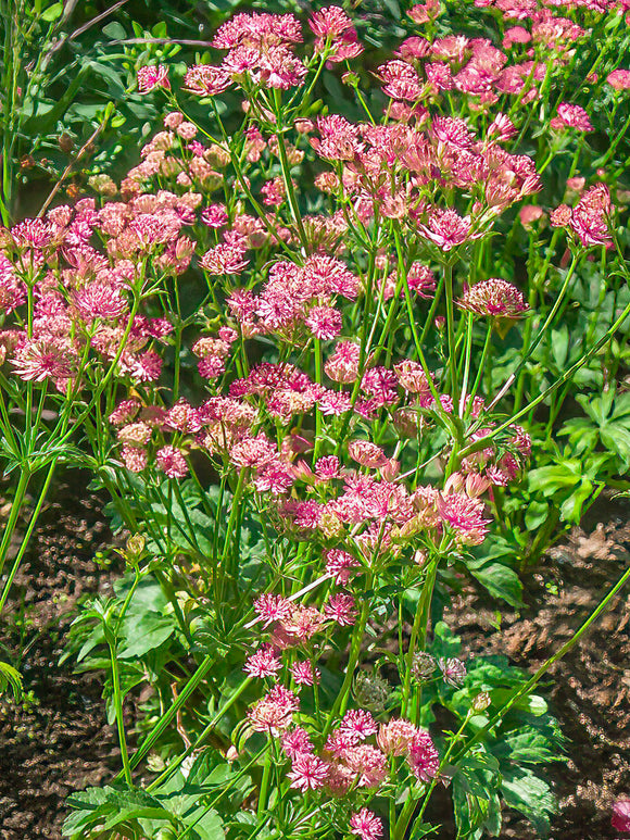 Astrantia major 'Sparkling Stars Pink' (Stjärnflocka) barrot