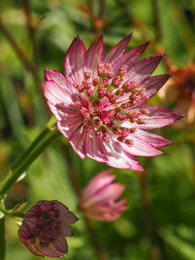 Astrantia major 'Sparkling Stars Pink' (Stjärnflocka)