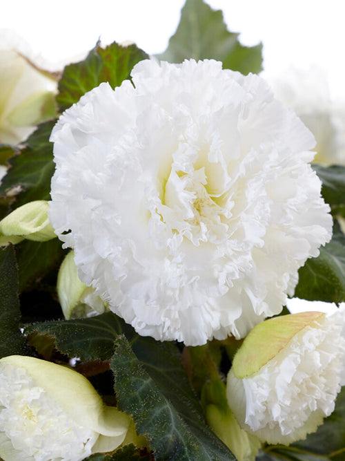 Begonia Picotee Ruffled White Bulbs