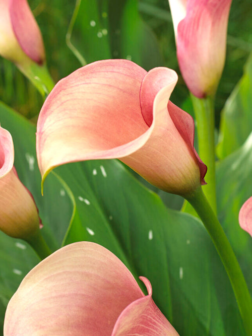 Kalla 'Captain Rosette' (Zantedeschia)