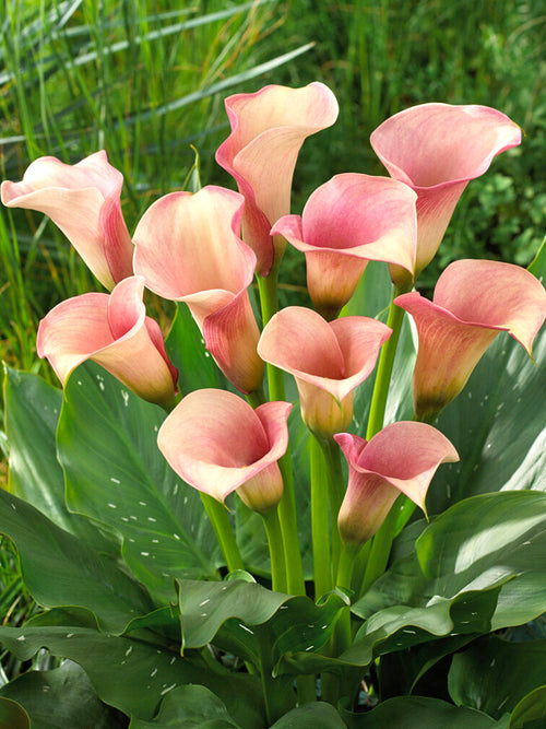 Kalla 'Captain Rosette' (Zantedeschia)