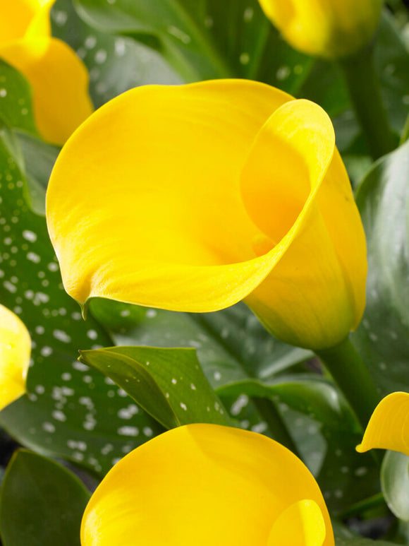 Kalla 'Goldcup' (Zantedeschia)