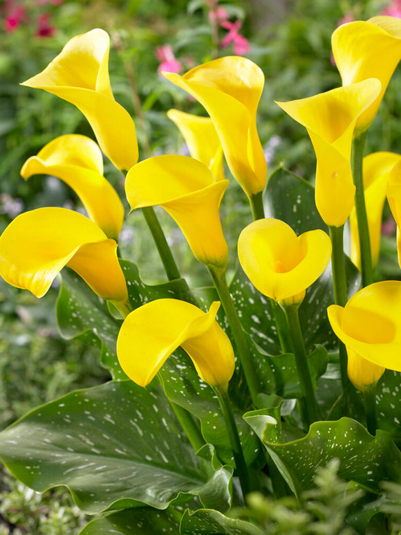 Kalla 'Goldcup' (Zantedeschia)