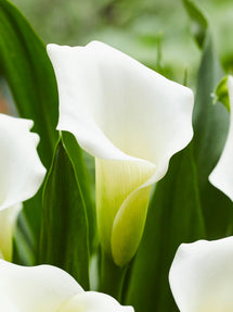 Kalla 'White Art' (Zantedeschia)