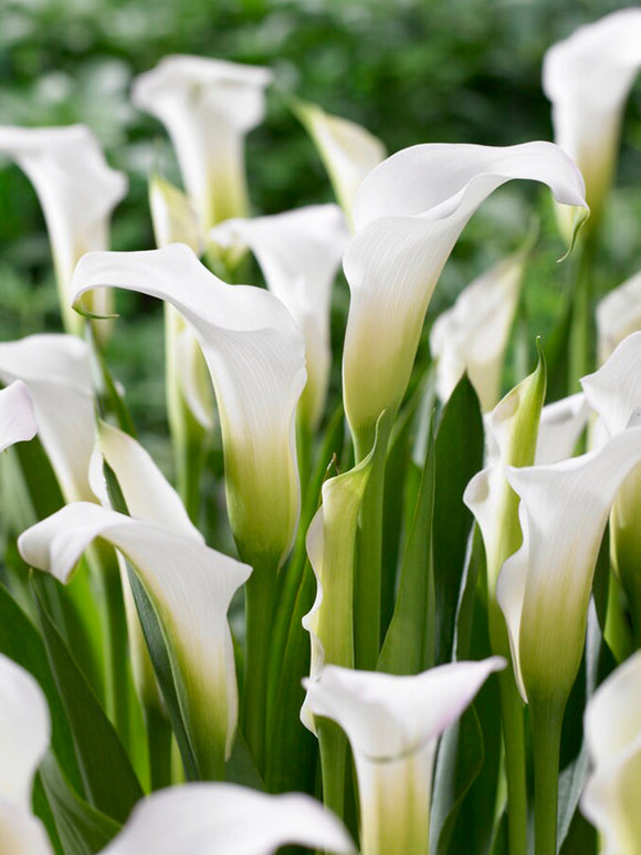 Kalla 'White Art' (Zantedeschia)