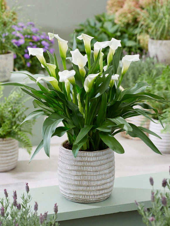 Kalla 'White Art' (Zantedeschia)