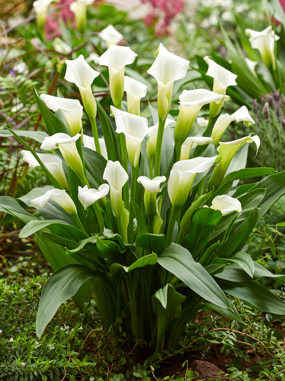 Kalla 'White Art' (Zantedeschia)