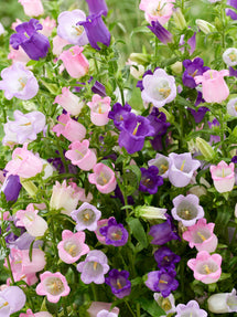 Campanula 'Champion Mix' (Stor blåklocka)