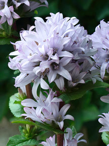 Campanula 'Emerald' (Stor blåklocka)