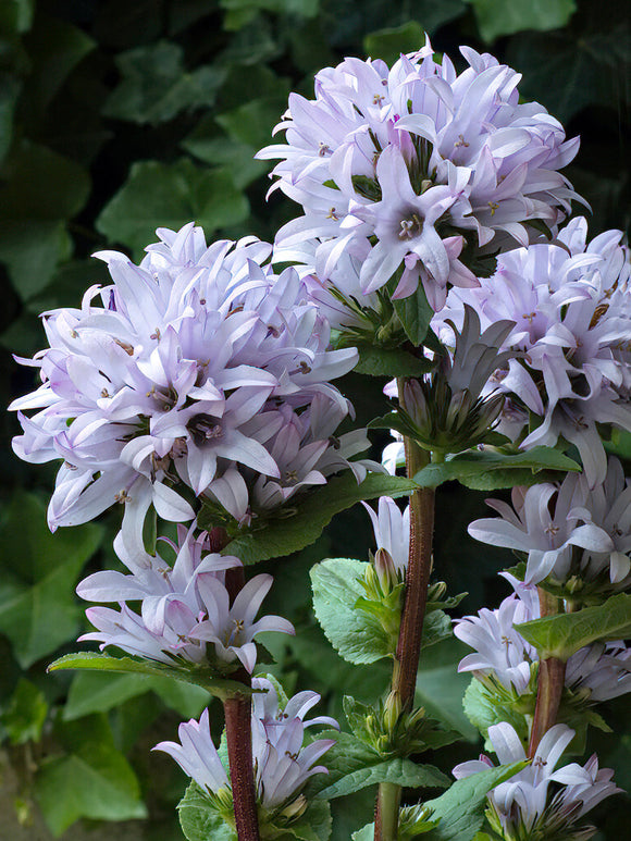 Campanula glomerata emerald plants