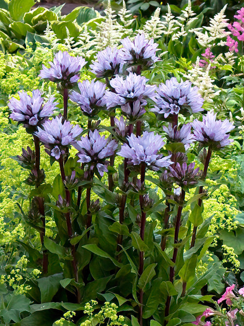 Campanula 'Emerald' (Klungklocka) barrot