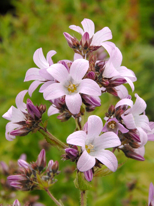 Campanula 'Loddon Anna' (Mjölkklocka)