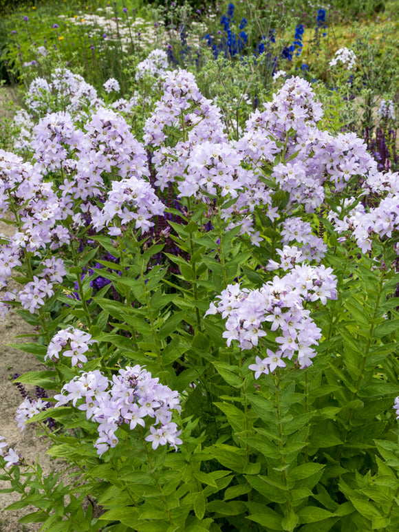 Campanula 'Loddon Anna' (Mjölkklocka)