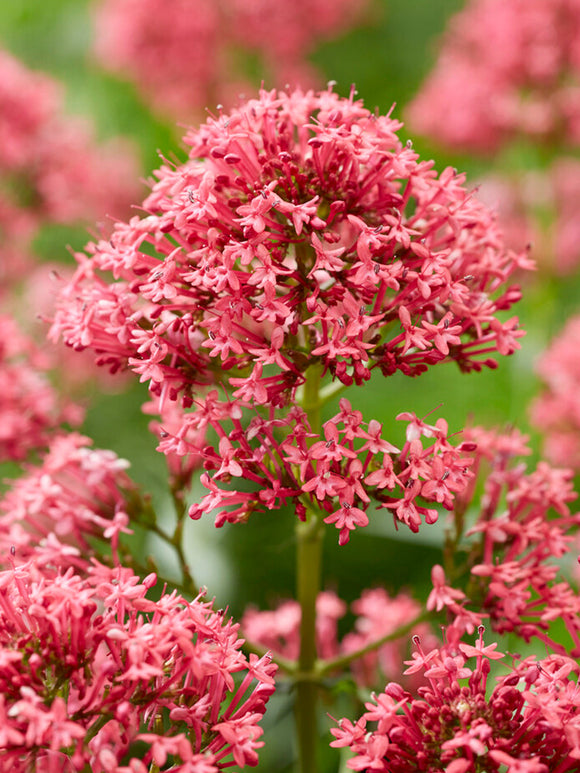 Centranthus 'Atrococcineus'