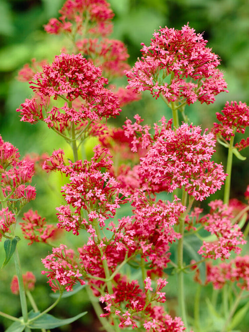 Centranthus Coccineus (Spornblomma)