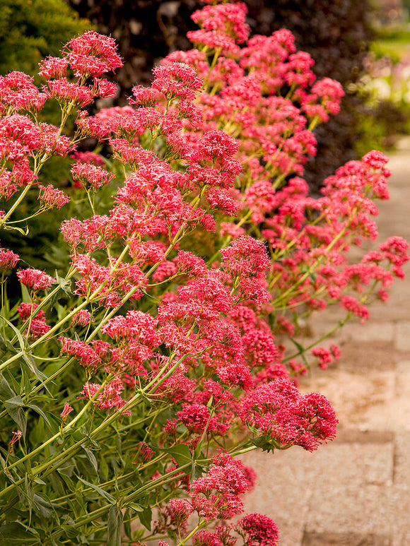 Centranthus Spornblomma barrot