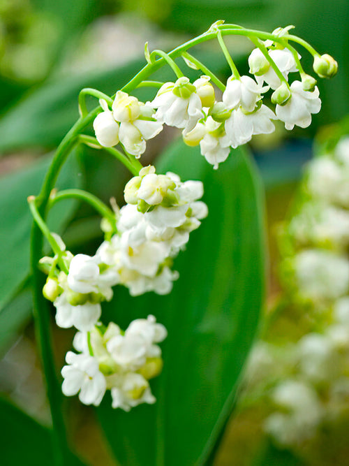 Convallaria majalis 'Prolificans' (Liljekonvalj)