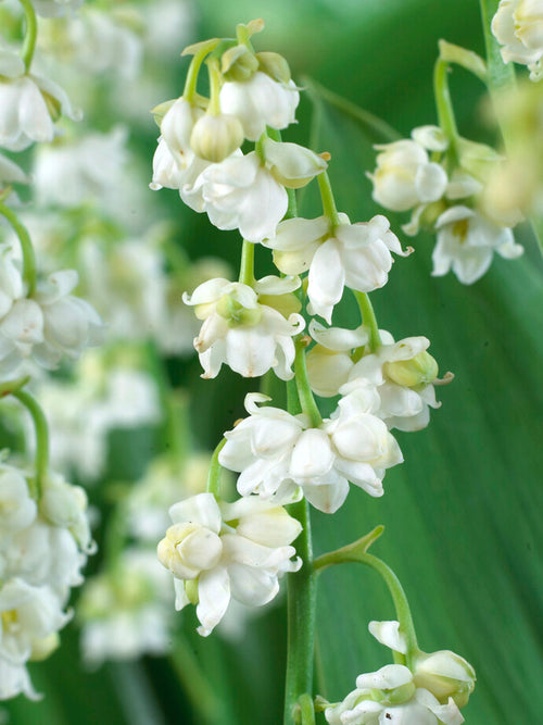 Convallaria majalis 'Prolificans' (Liljekonvalj)