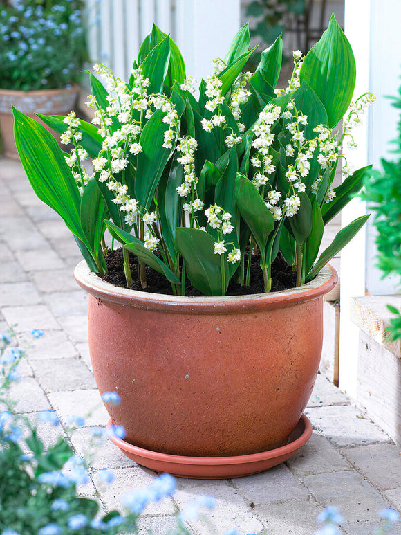 Convallaria majalis 'Prolificans' (Liljekonvalj)