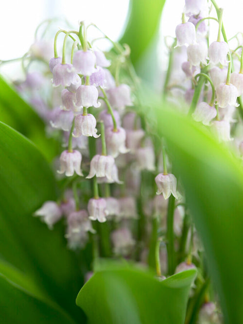 Convallaria 'Majalis Rosea' (Liljekonvalj)