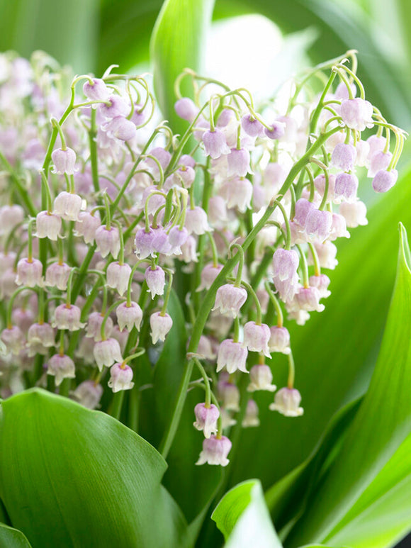 Convallaria 'Majalis Rosea' (Liljekonvalj) SE