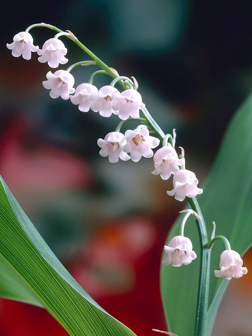 Köp Convallaria 'Majalis Rosea' (Liljekonvalj)