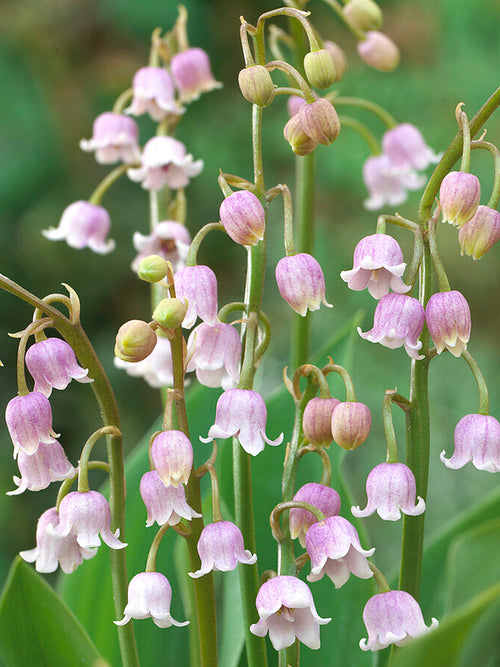 Convallaria 'Majalis Rosea' (Liljekonvalj)