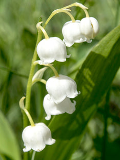 Convallaria majalis (Liljekonvalj)