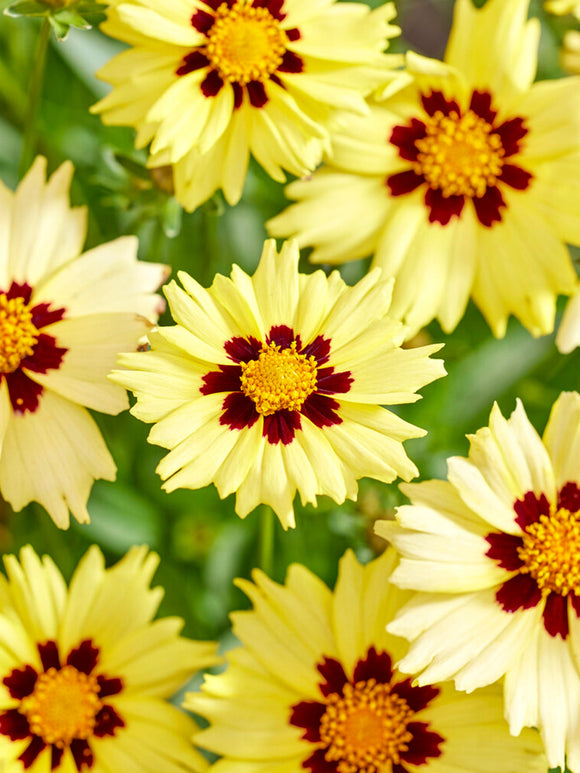 Coreopsis 'Solar Moon' (Dagöga)