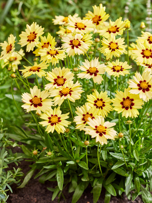 Coreopsis 'Solar Moon' (Dagöga) Dagöga - Stenkyndel - Ögonblomma