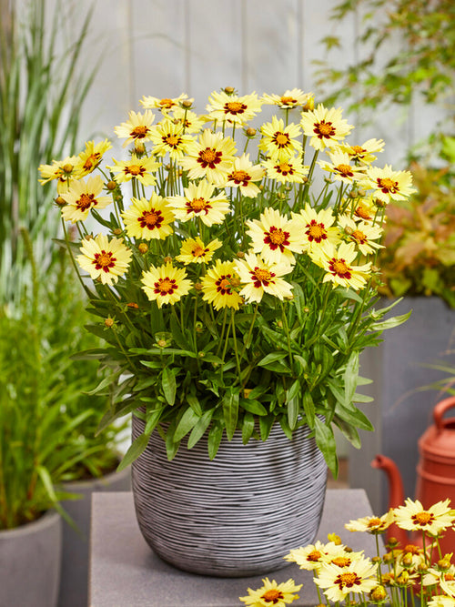 Coreopsis 'Solar Moon' (Dagöga) Barrot