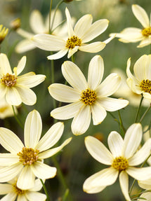 Coreopsis 'Moonbeam' (Dagöga)