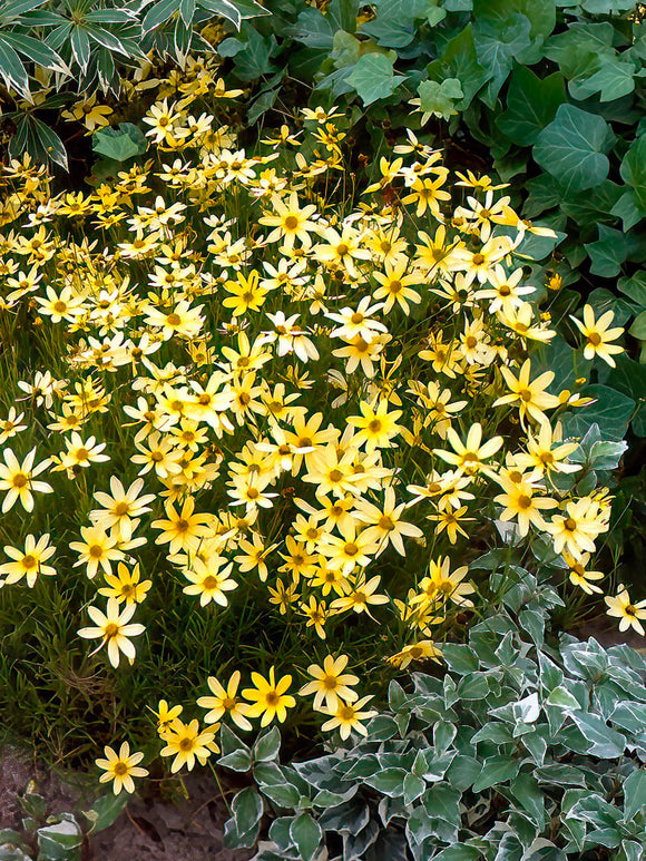 Barrot Coreopsis Coreopsis 'Moonbeam' (Dagöga)