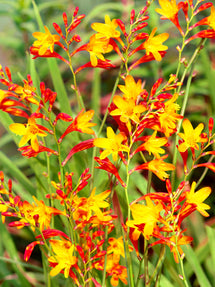 Crocosmia Harlequin (Montbretia)