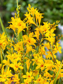 Crocosmia Hot Spot (Montbretia)