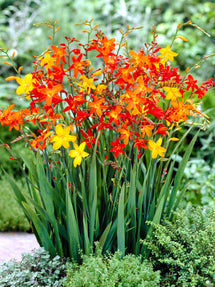 Crocosmia Mix (Montbretia)