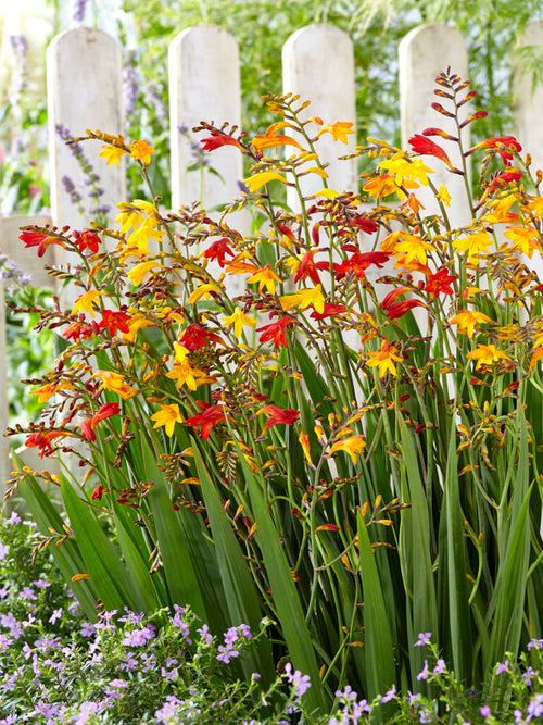 Crocosmia Mix (Montbretia)