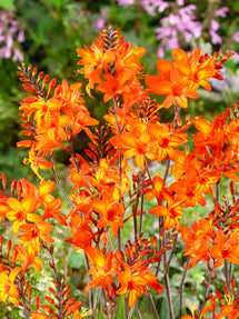 Crocosmia Peach Melba (Montbretia)